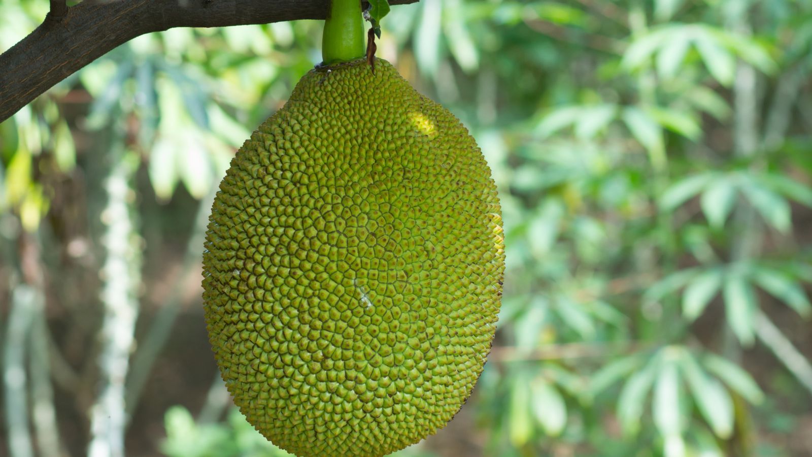 Large jackfruit hanging on tree branch in tropical forest