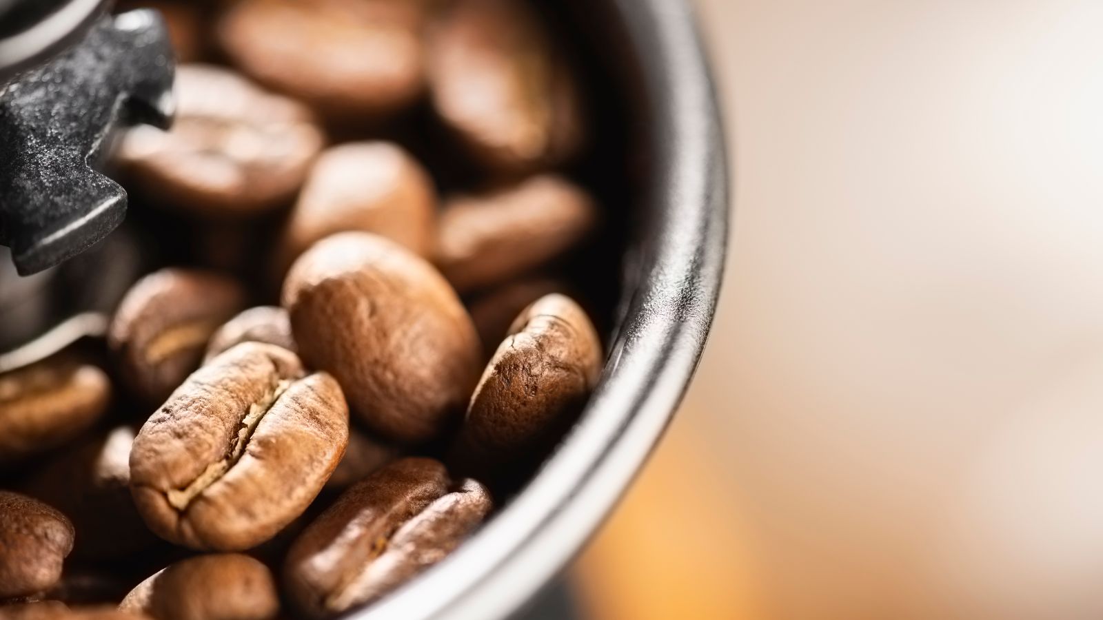 Macro view of roasted coffee beans inside a burr grinder.