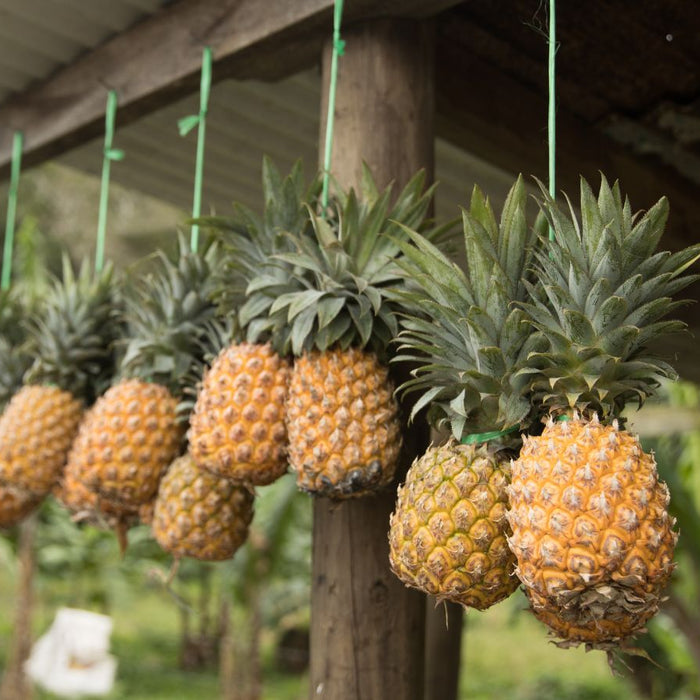 Pineapples hanging in a row under a rustic shed.
