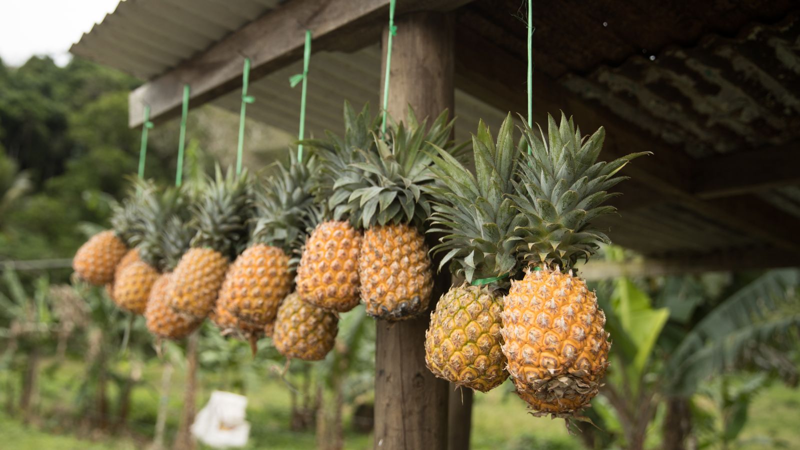 Pineapples hanging in a row under a rustic shed.