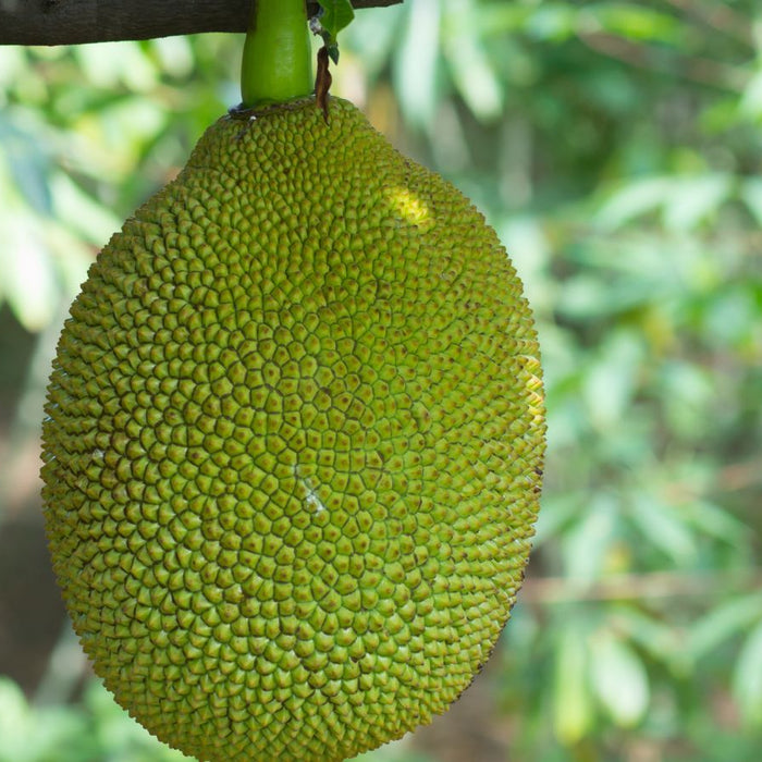 Large jackfruit hanging on tree branch in tropical forest