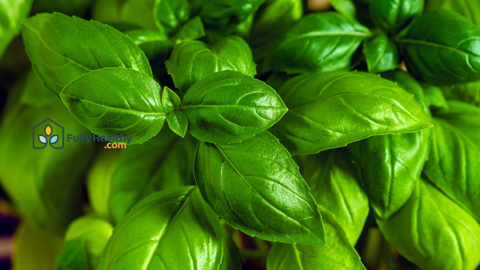 Close-up of green basil leaves for organic healthy meal prep