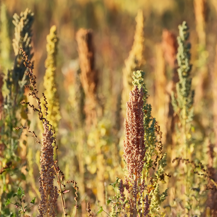 Quinoa plants growing in a colorful field during harvest season.