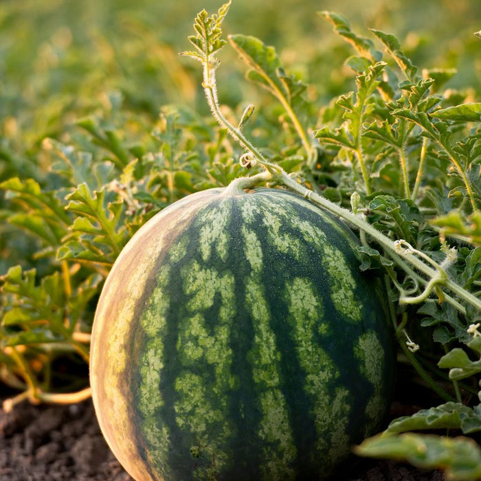 Ripe watermelon growing in a lush green field at sunset.