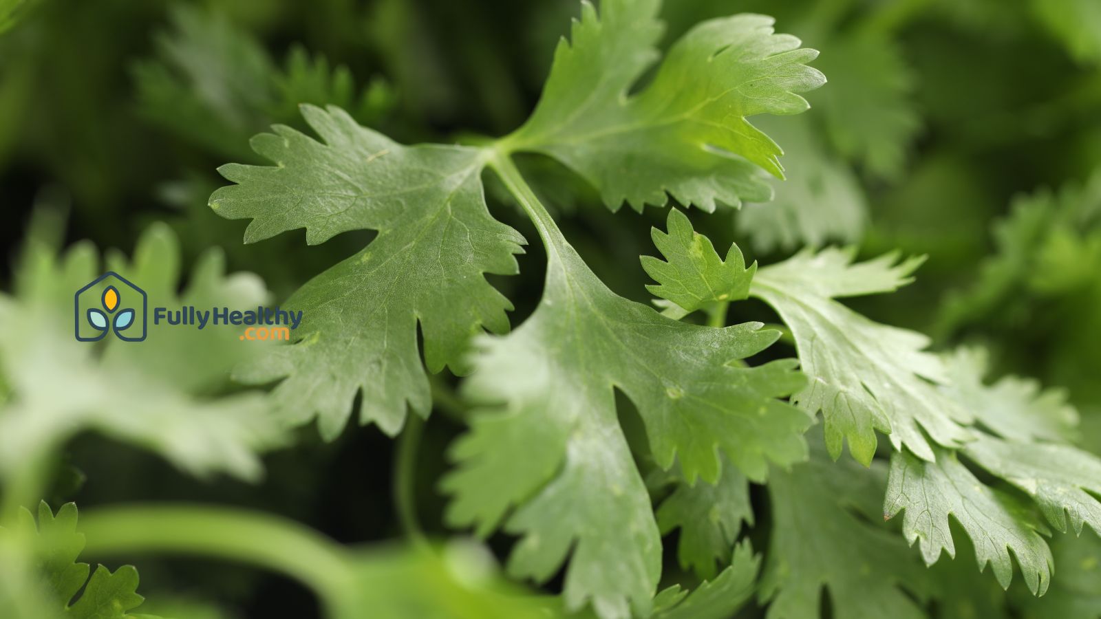Close-up of cilantro leaves showing natural green herbal texture