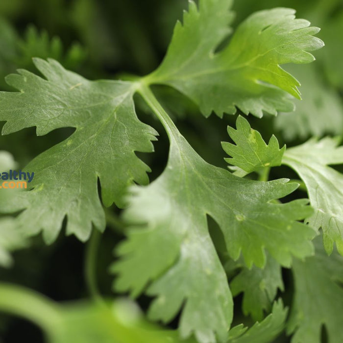Close-up of cilantro leaves showing natural green herbal texture