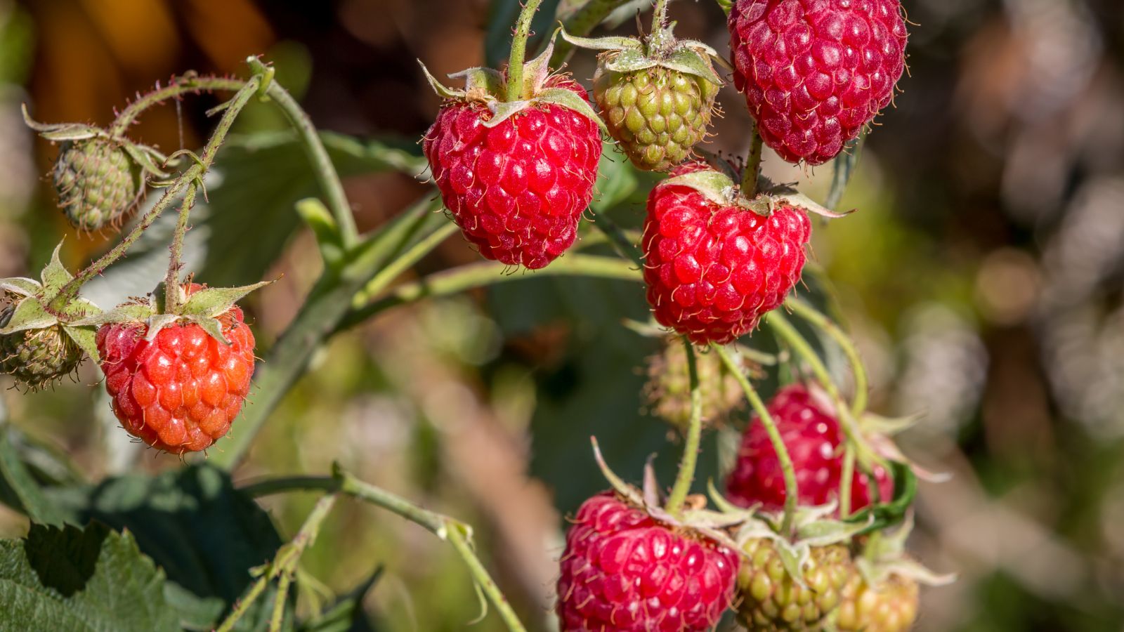 Red and green raspberries ripening on vine in garden