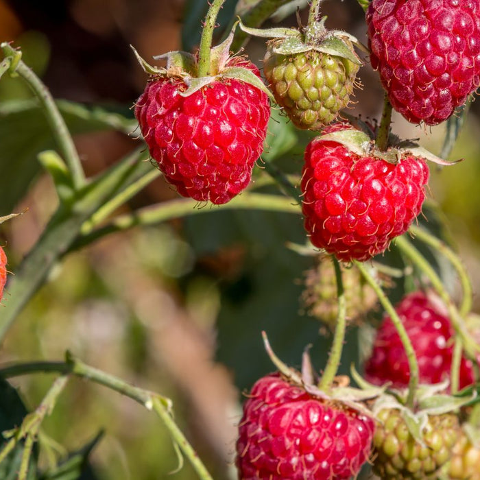 Red and green raspberries ripening on vine in garden