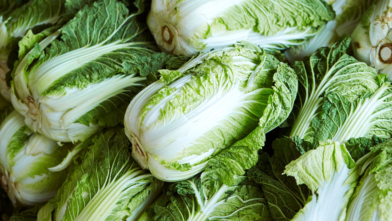 Freshly harvested napa cabbages stacked and displayed close up view