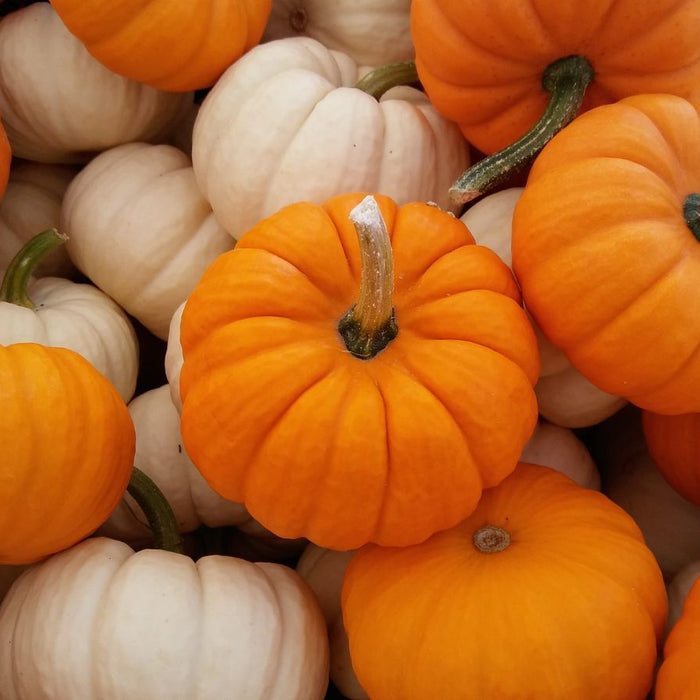 Small orange and white pumpkins piled together.
