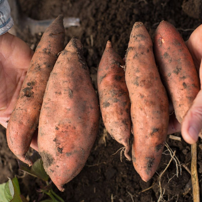 Farmer holding freshly harvested sweet potatoes in both hands.