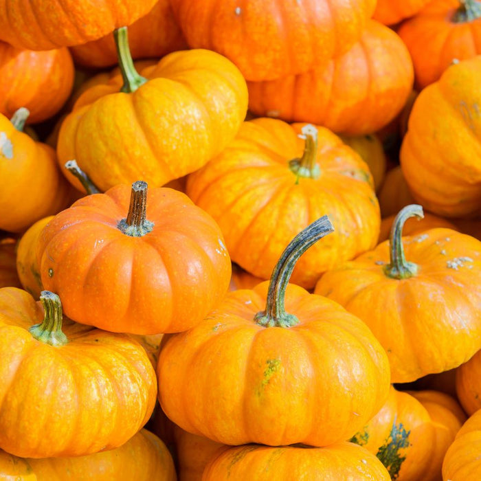 Small round pumpkins piled together showing vibrant orange hues.