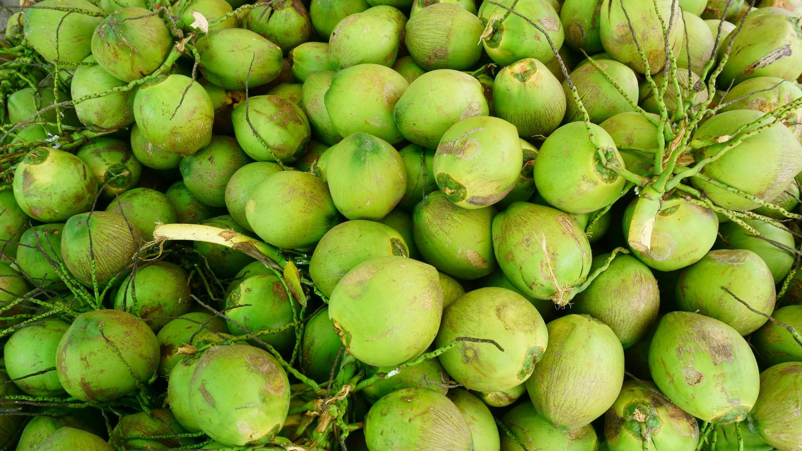 Pile of fresh green coconuts stacked together in outdoor market
