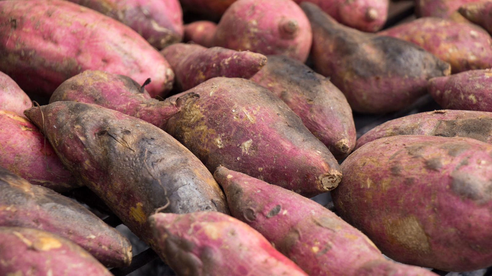Harvested raw sweet potatoes with purple skin and earthy surface texture