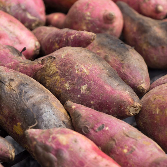 Harvested raw sweet potatoes with purple skin and earthy surface texture