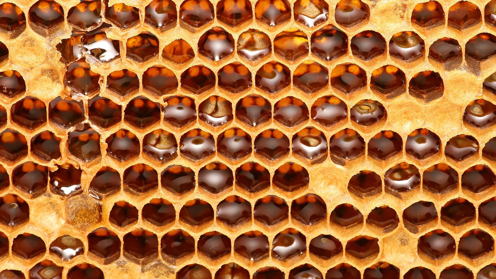 Honeycomb cells filled with golden honey in a close detailed macro