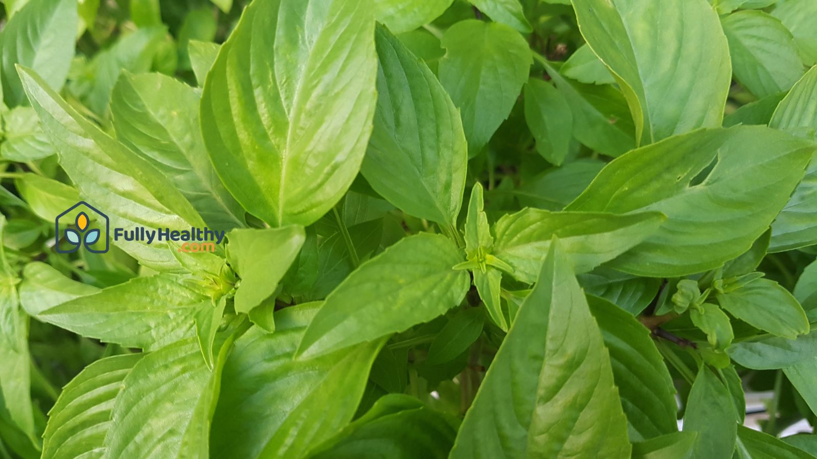 Close-up of green basil leaves growing in natural garden
