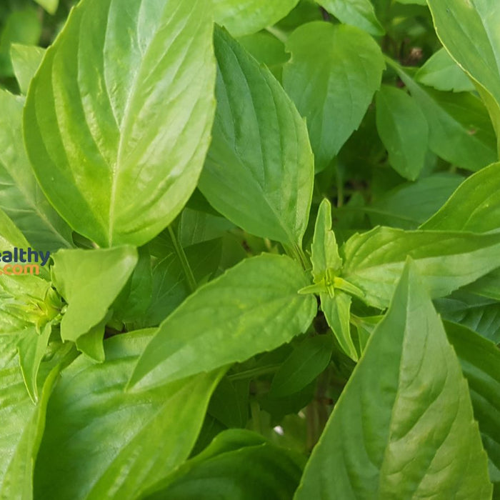 Close-up of green basil leaves growing in natural garden