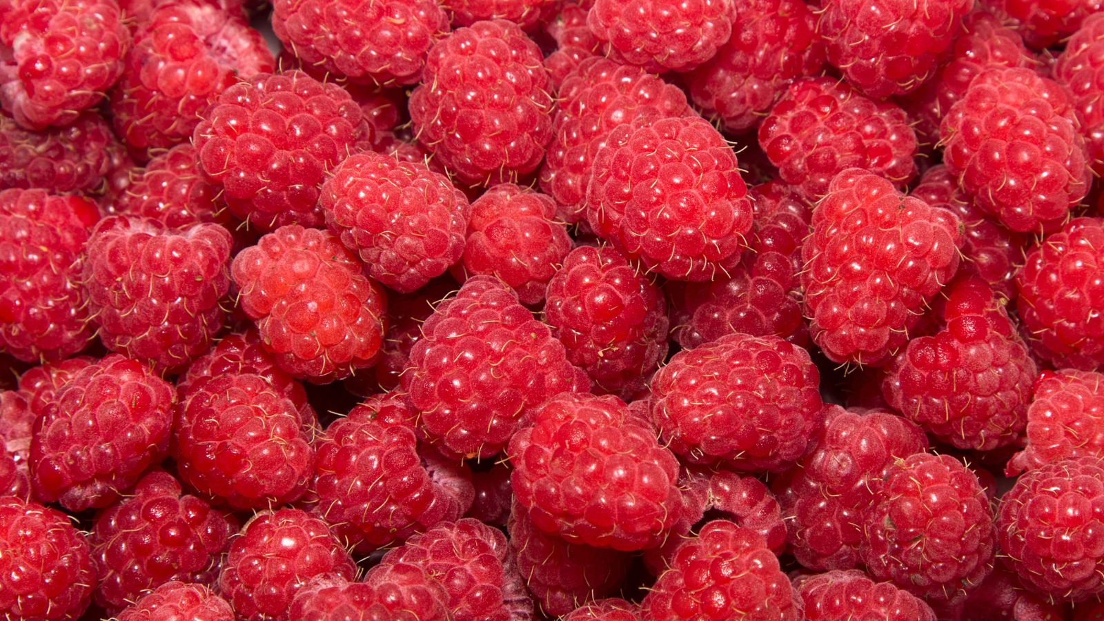 Close-up of fresh ripe red raspberries with vibrant natural texture