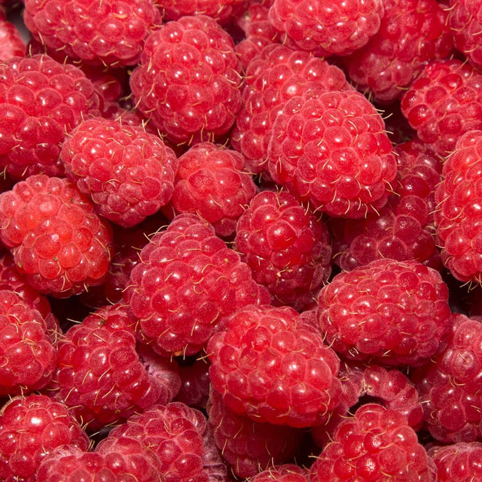 Close-up of fresh ripe red raspberries with vibrant natural texture