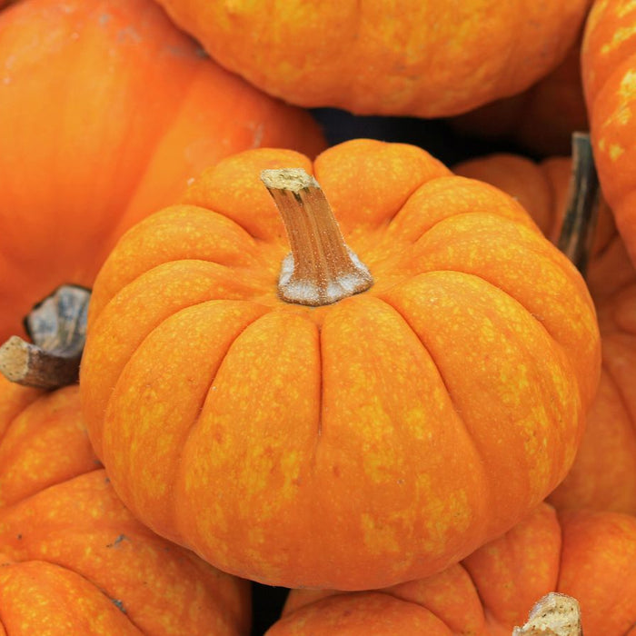 Close-up of textured orange miniature pumpkins with short stems.