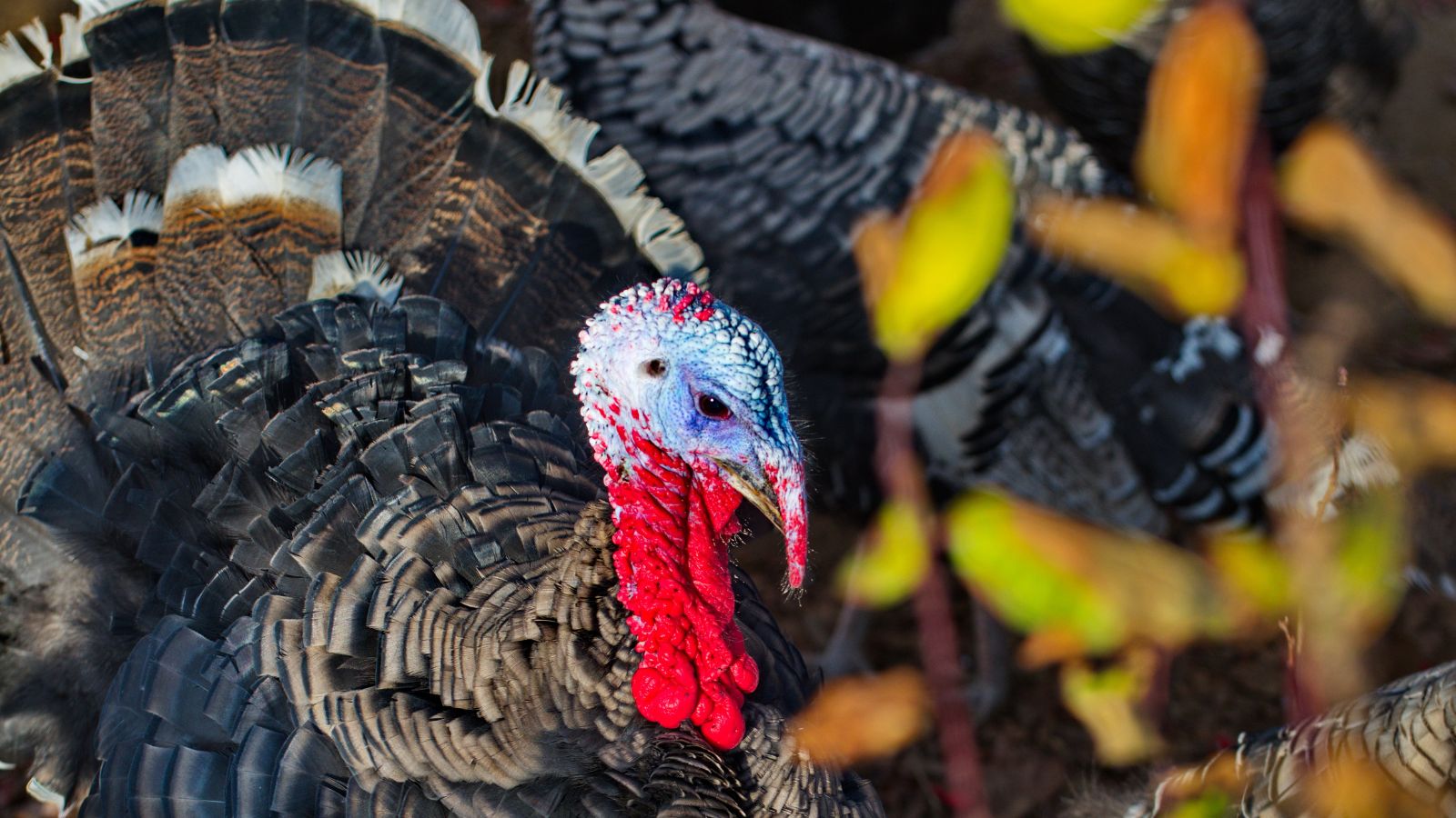 Close up of a wild turkey with red wattle and detailed feathers outdoors