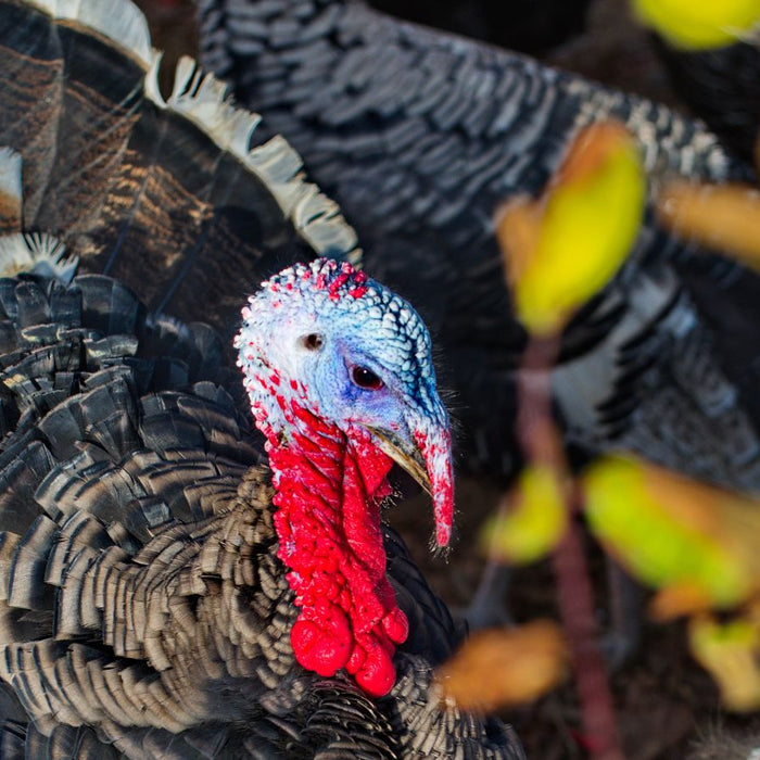 Close up of a wild turkey with red wattle and detailed feathers outdoors