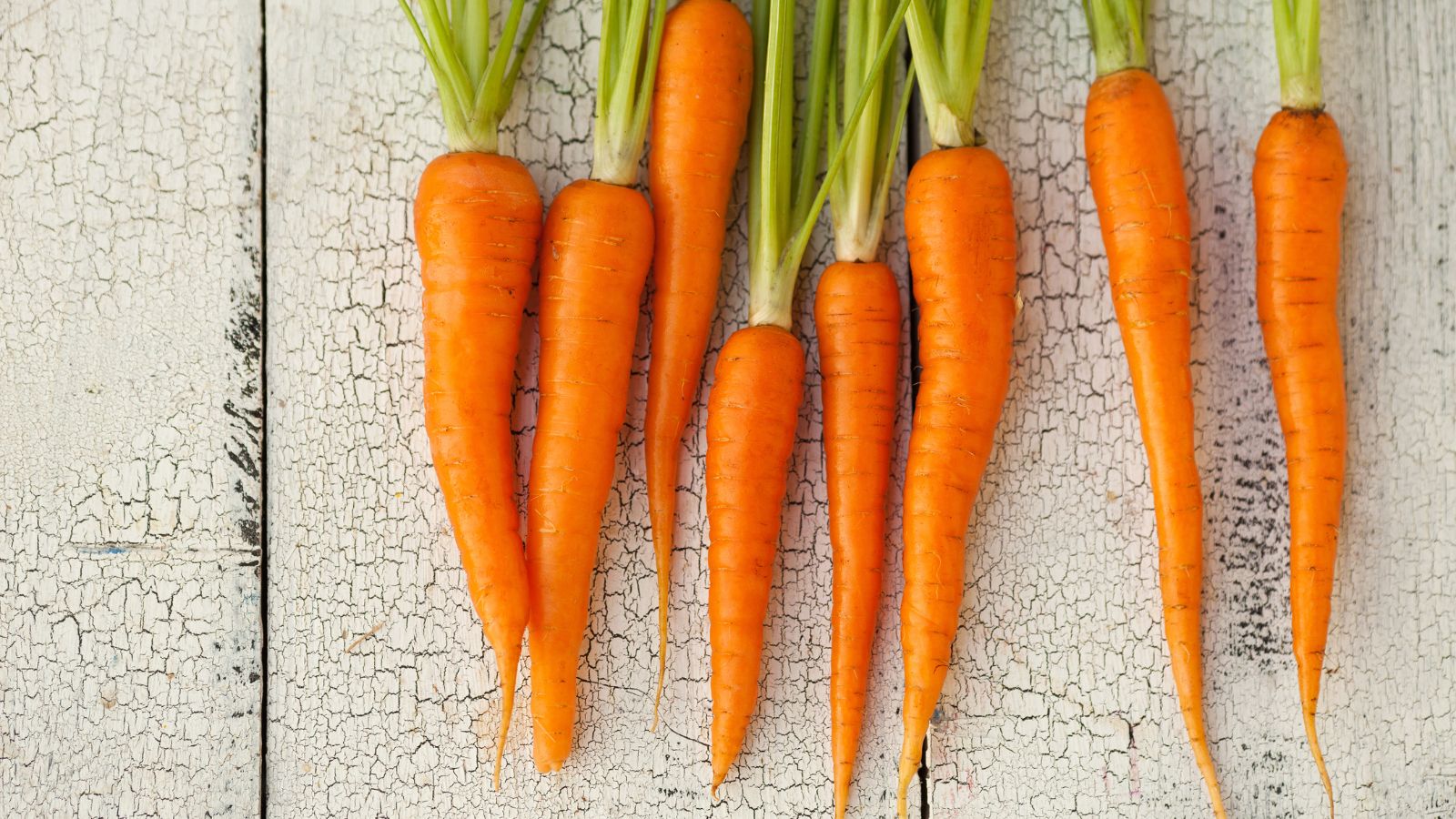 Fresh orange carrots with green tops on cracked white wooden planks.