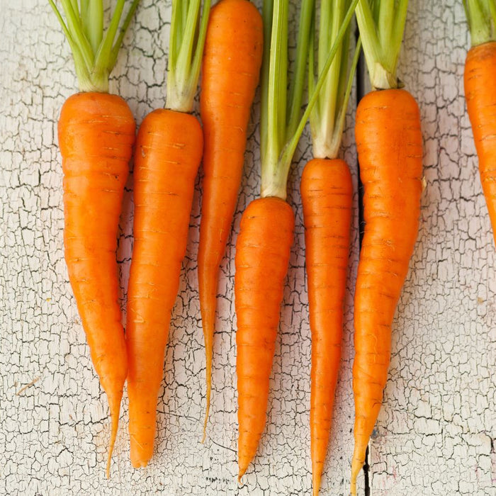 Fresh orange carrots with green tops on cracked white wooden planks.