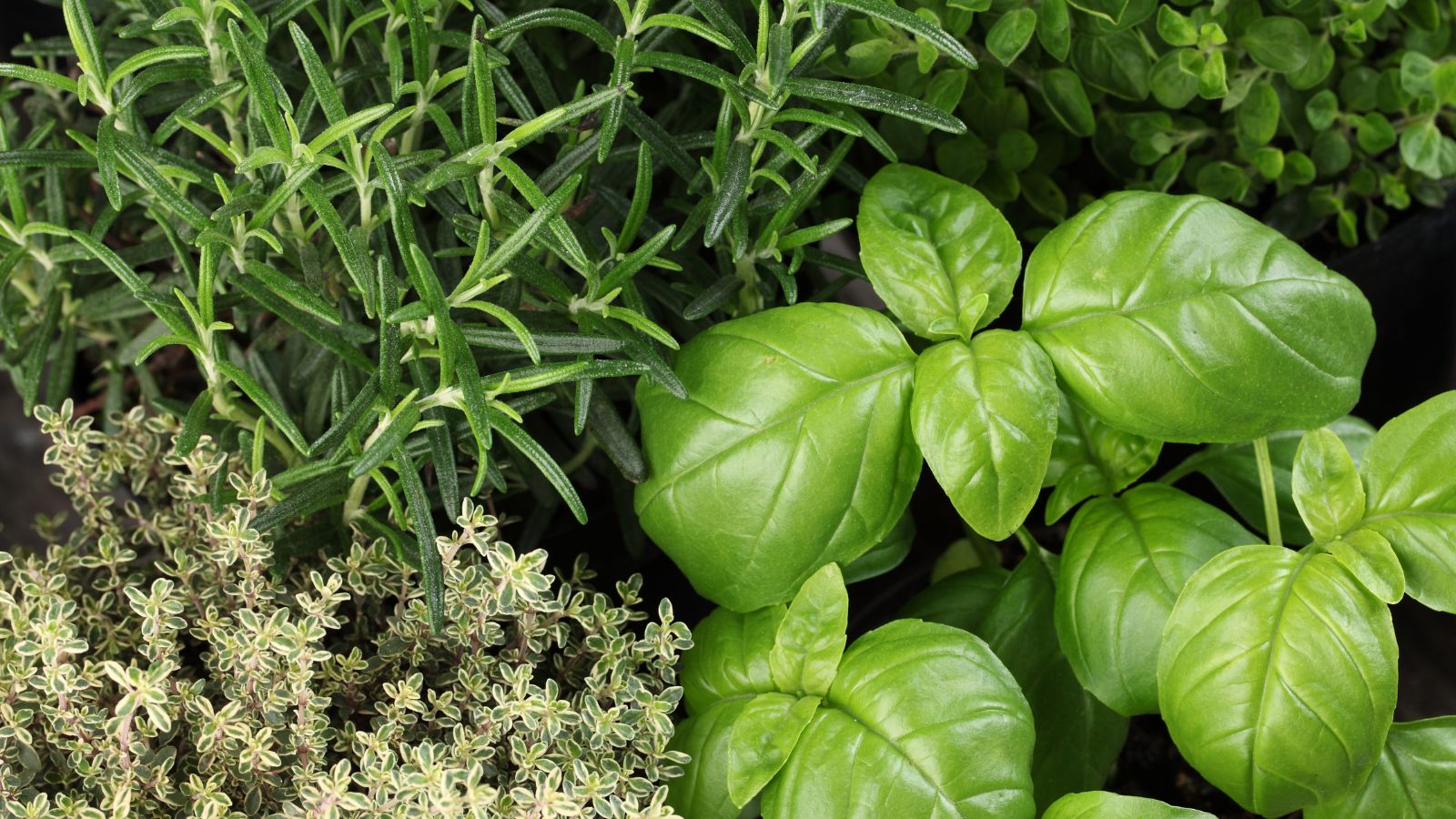 Fresh basil, thyme, and rosemary herbs growing together in a garden
