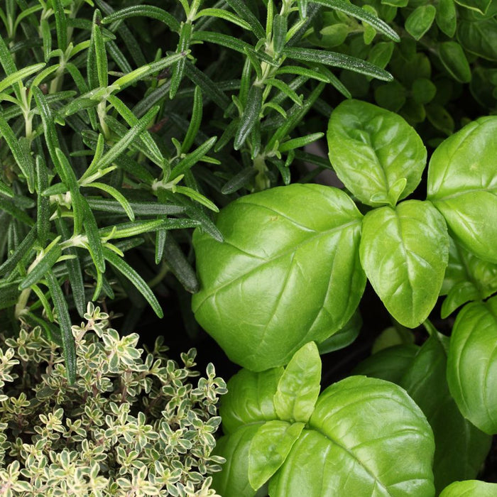 Fresh basil, thyme, and rosemary herbs growing together in a garden