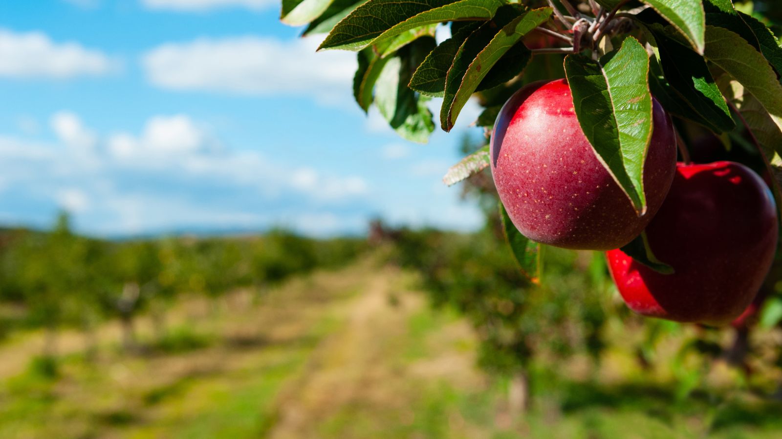 Red apples hanging on tree branch in sunny orchard