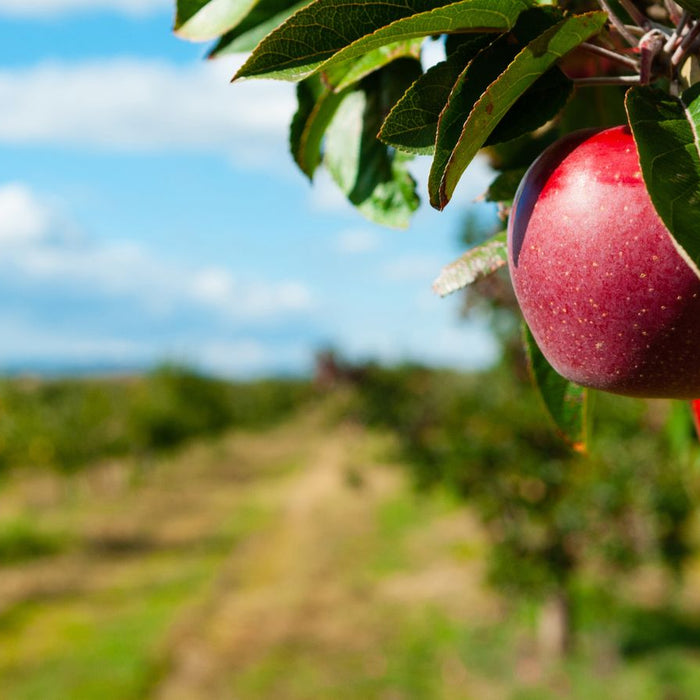 Red apples hanging on tree branch in sunny orchard