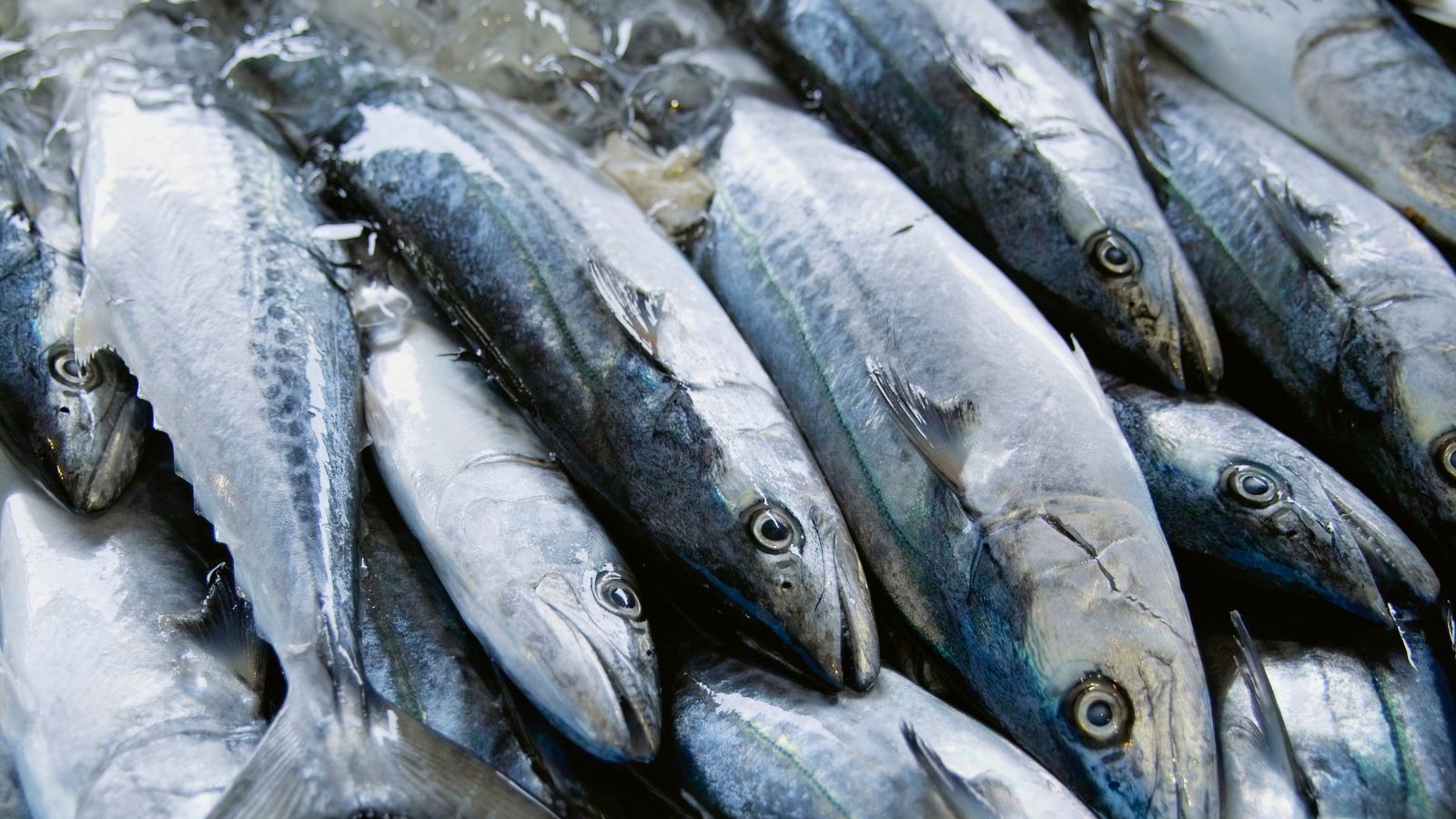 Fresh mackerel fish on ice ready for market sale display