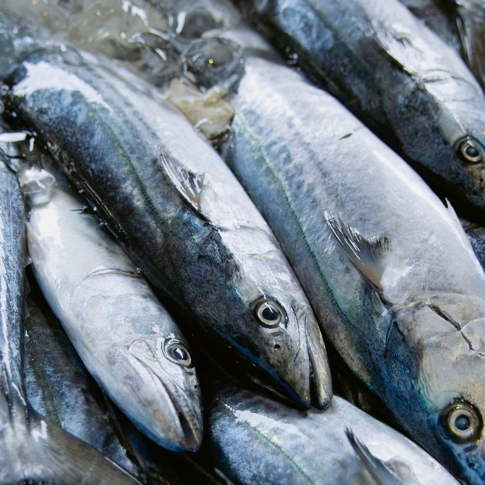 Fresh mackerel fish on ice ready for market sale display