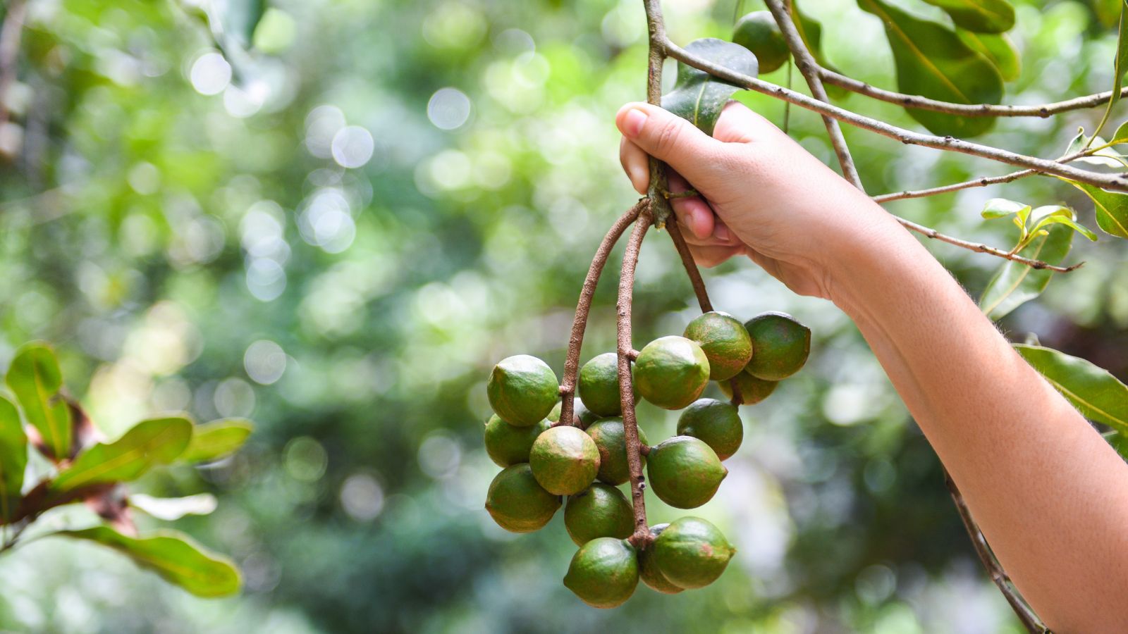 Hand picking fresh macadamia nuts from tree branch