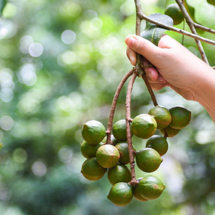 Hand picking fresh macadamia nuts from tree branch