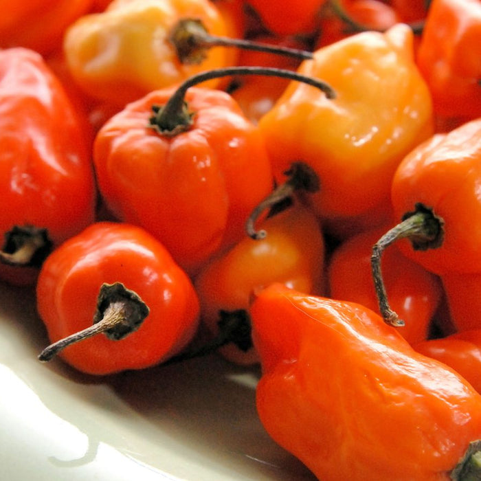 Orange and yellow habanero peppers arranged on a white plate.