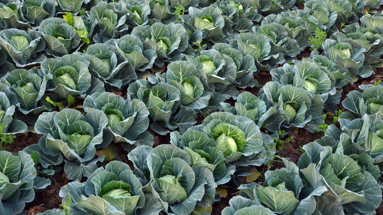 Lush green cabbage heads growing in neat rows on a farm field