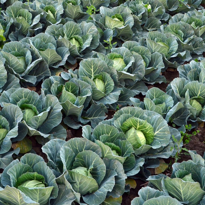 Lush green cabbage heads growing in neat rows on a farm field