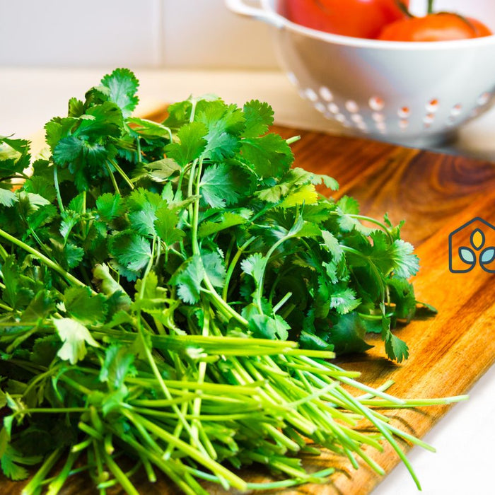 Fresh cilantro bunch on wooden board ready for healthy cooking