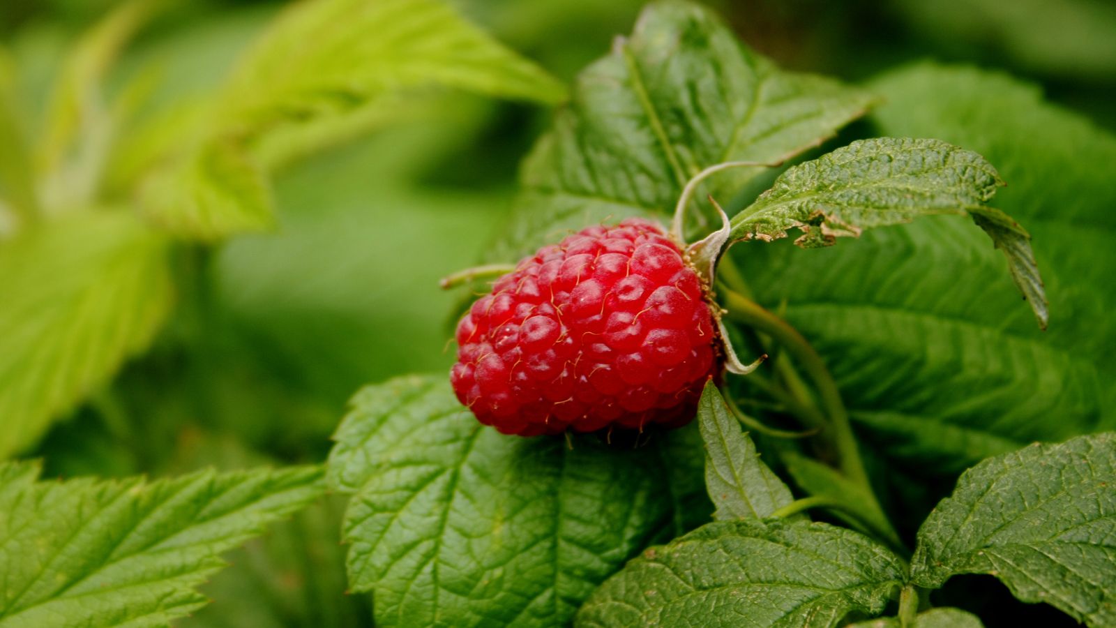 Single ripe raspberry surrounded by lush green leaves