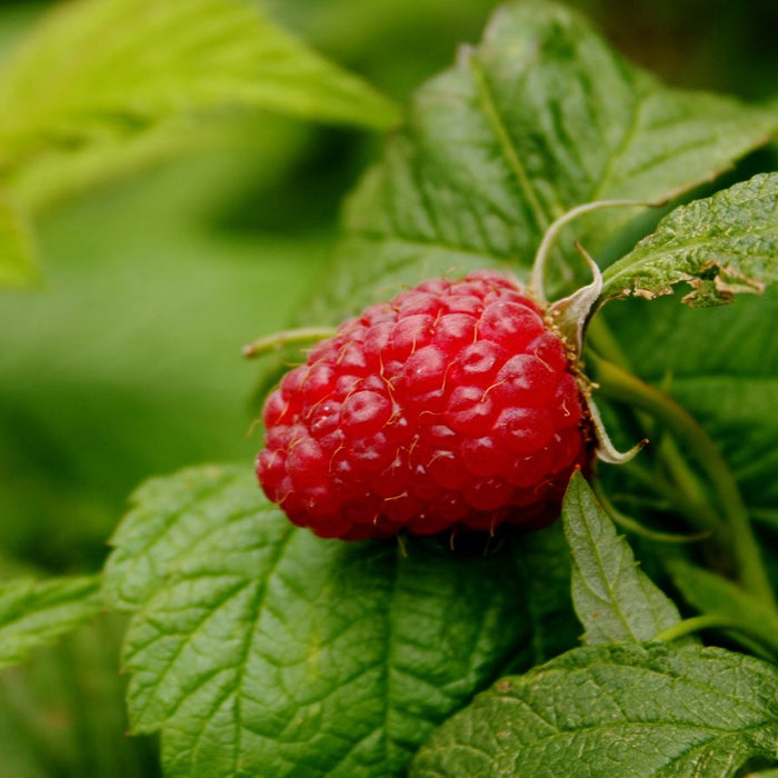 Single ripe raspberry surrounded by lush green leaves