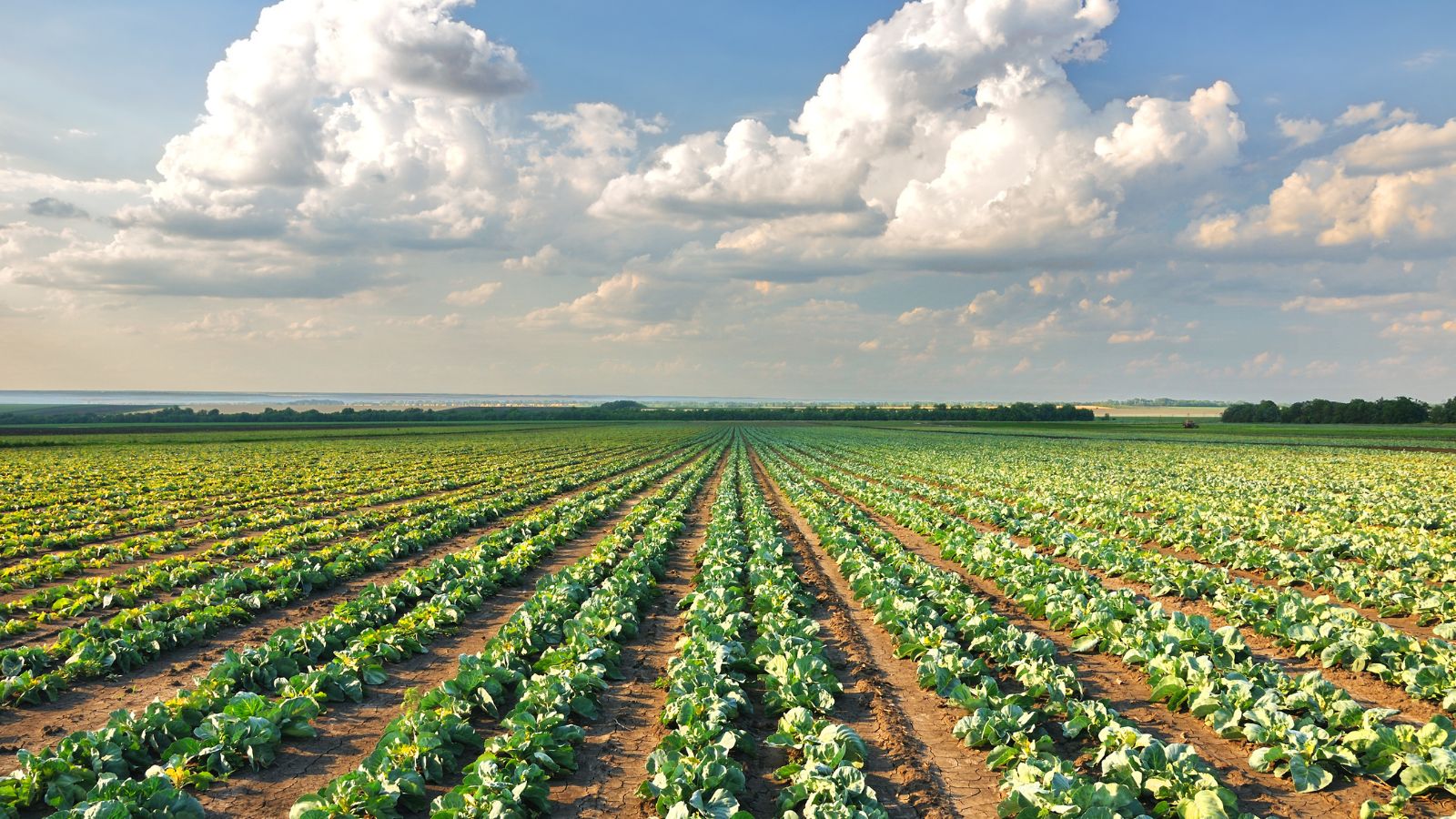 Wide farm field with rows of cabbages stretching to the horizon