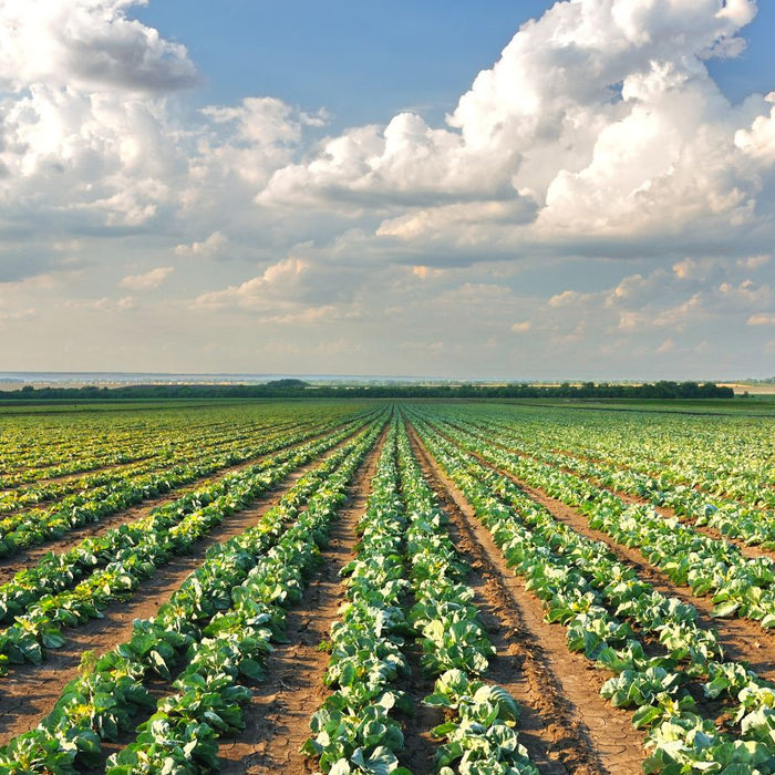 Wide farm field with rows of cabbages stretching to the horizon