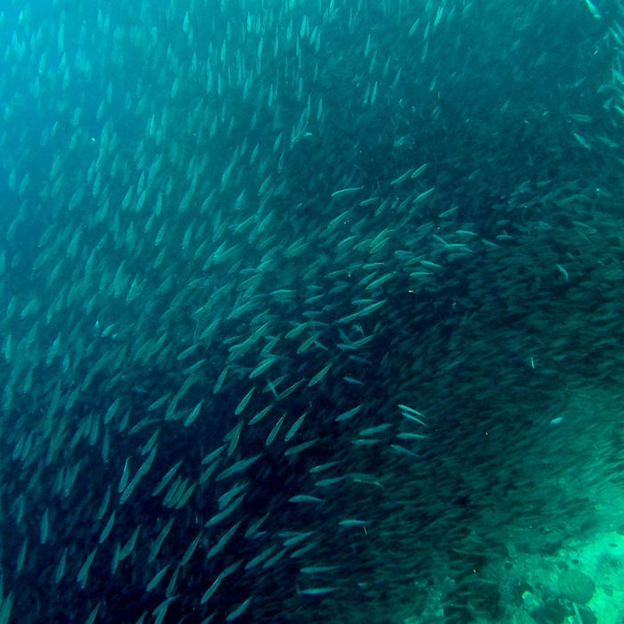 Large school of small fish swimming together in the ocean.