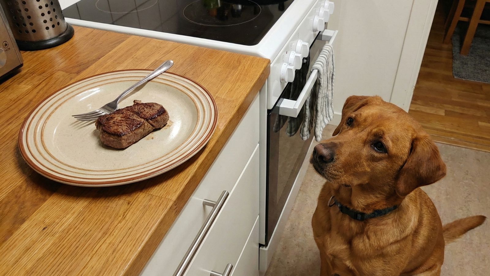 Dog staring at cooked steak on plate on kitchen counter