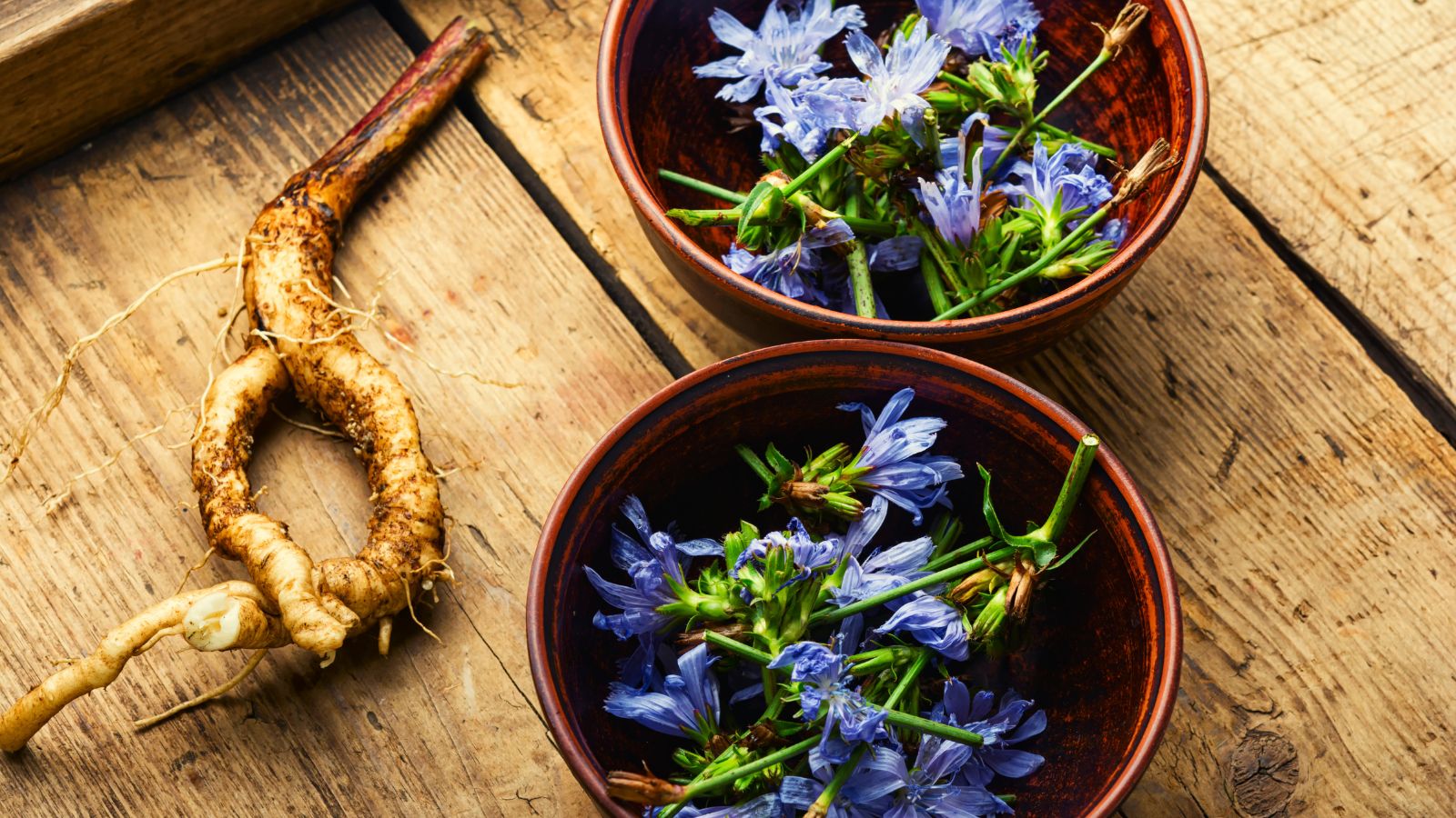 Fresh chicory roots and blue chicory flowers in ceramic bowls on a wooden table.