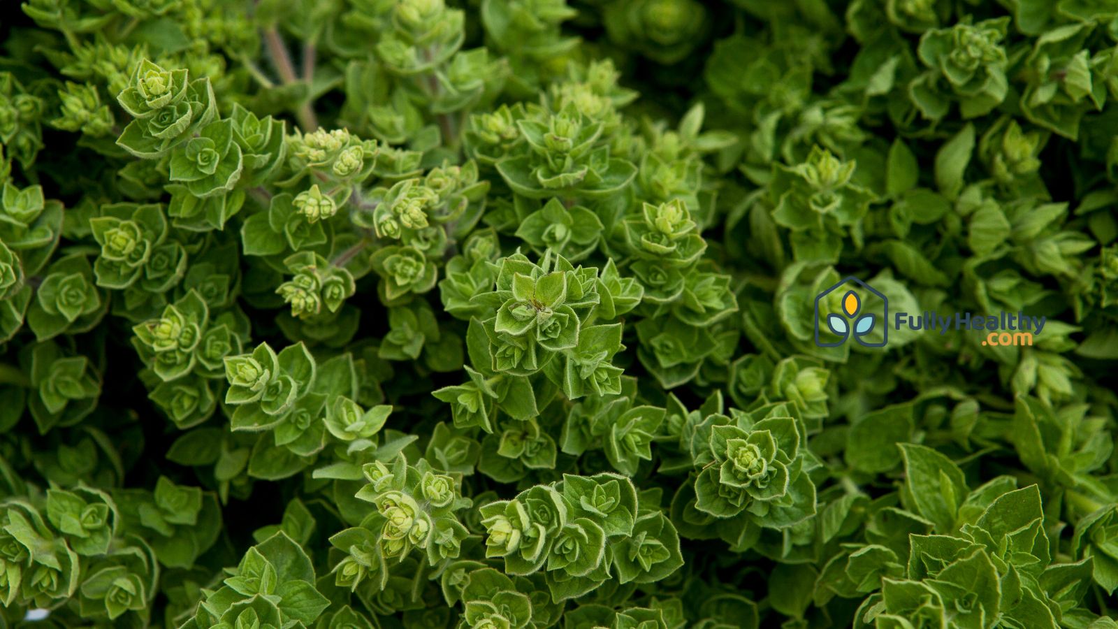 Close-up of oregano plant with small green leaves.