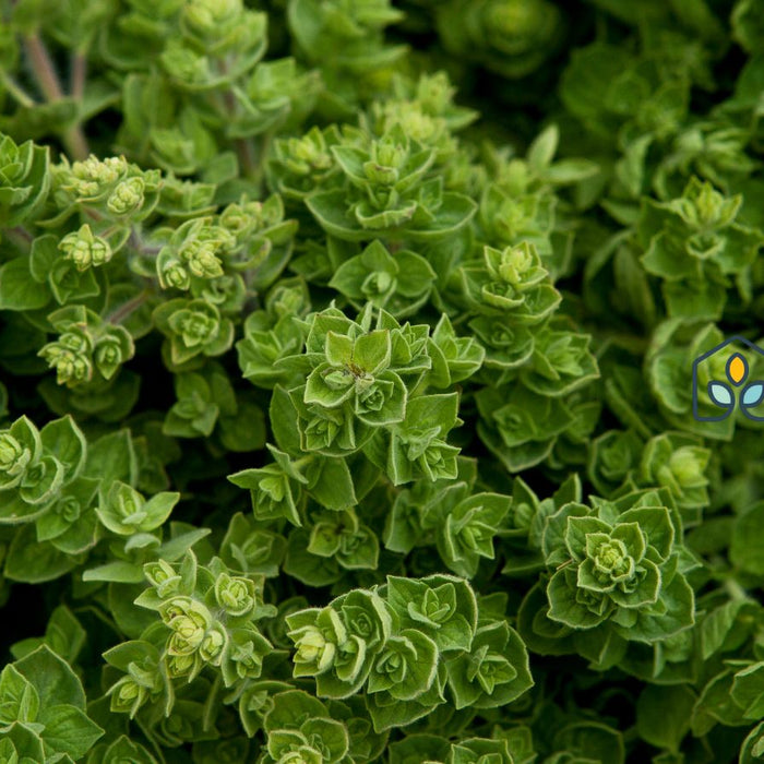 Close-up of oregano plant with small green leaves.